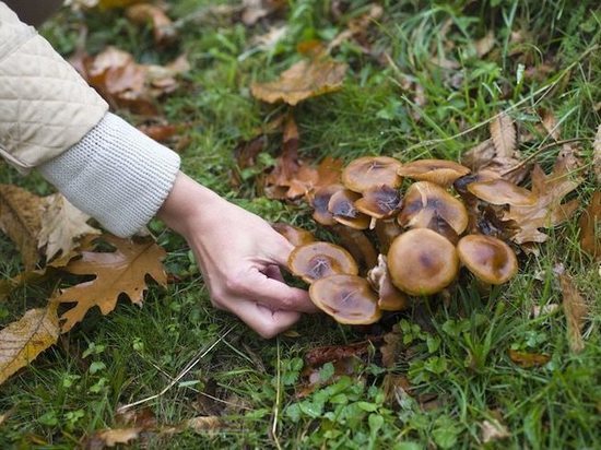 Бесстрашные тамбовчане не только распознают и готовят грибы по советам в соцсетях, но и воруют их