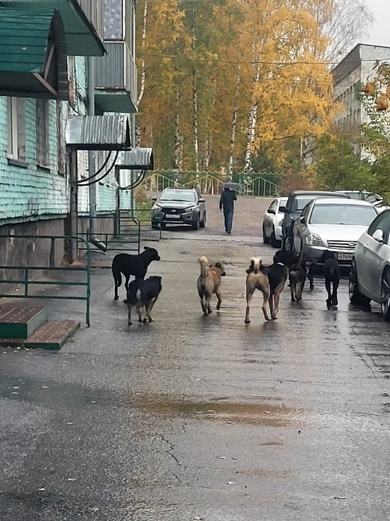 Их стало еще больше: бездомные собаки продолжают пугать жителей кузбасского города