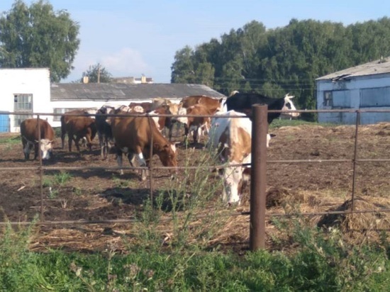 В Алтайском крае неизвестные похитили 21 корову и увезли в Кузбасс