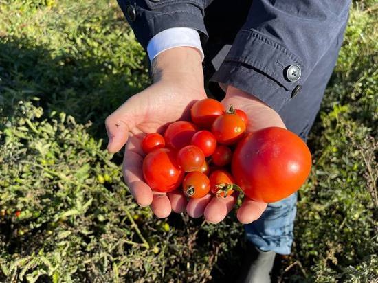 Дрозденко поделился фотографиями помидоров, которые выросли на свалке в Ленобласти