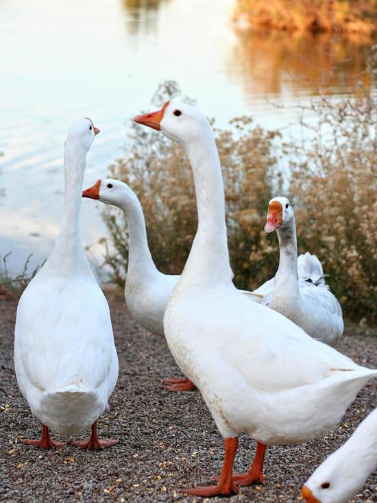 28 сентября в Смоленске будет пасмурно