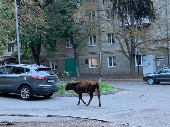 Гуляющего по магазинам в Кисловодске теленка увезли на штрафстоянку