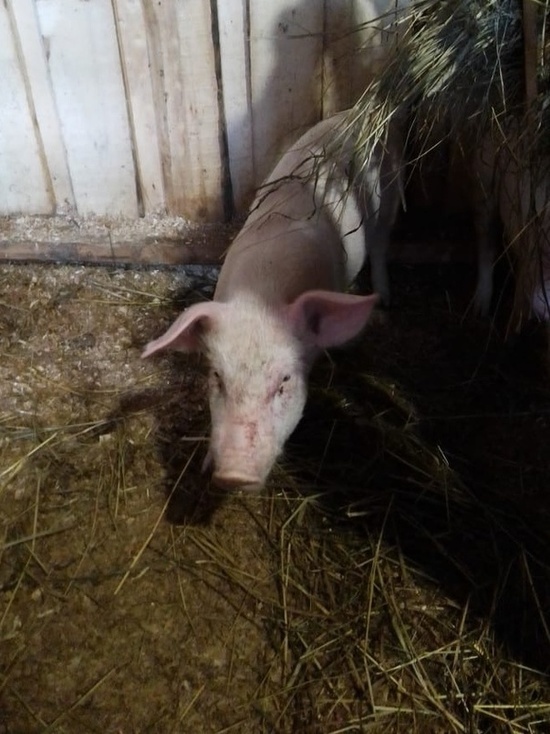 Ни одного больного африканской чумой свиней животного не осталось на территории Вологодской области