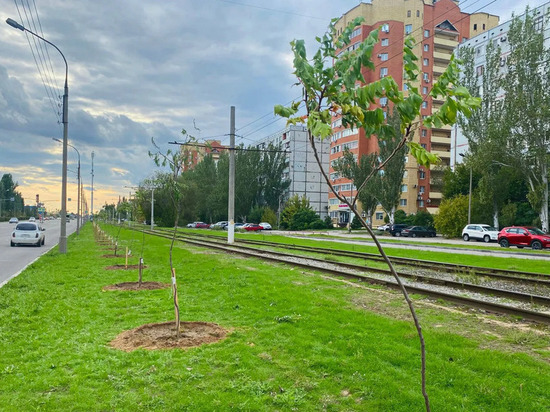 Под Волгоградом на улице Александрова посадили экзотичные кустарники