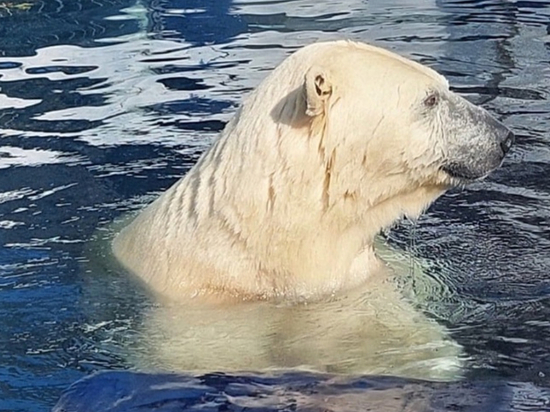 Белый медведь в хабаровском зоосаде учится давать лапу