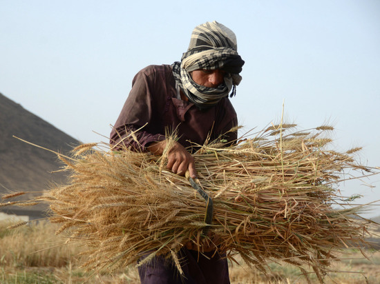 Reuters: Россия начнет продавать газ и пшеницу талибам
