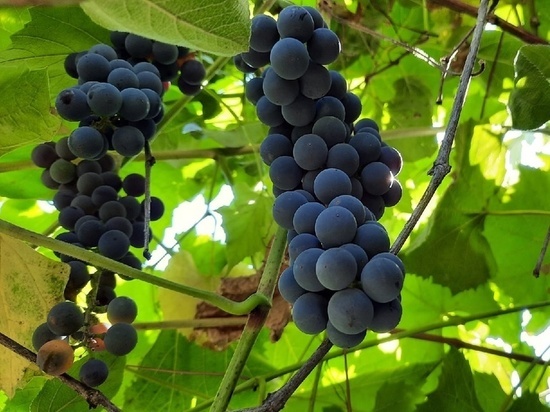 МК в Тамбове советует: под зиму виноградные кусты лучше укрыть еловым или сосновым лапником