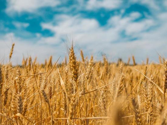 Депутат Лисовский: «Если аграрии будут продавать зерно ниже себестоимости, многие прекратят работу»