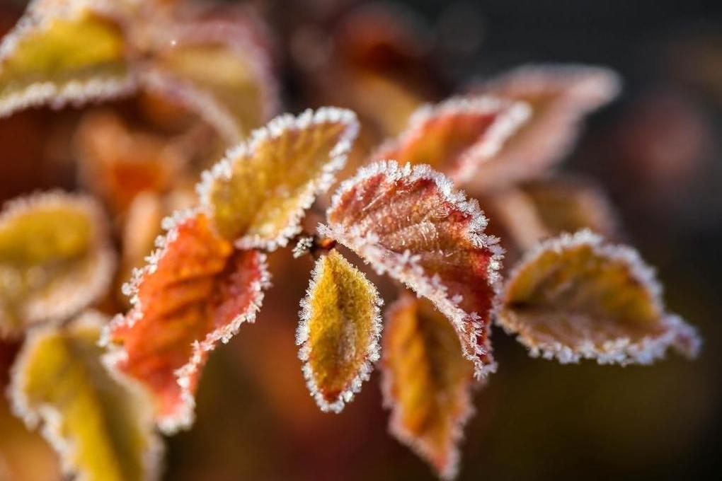 Зима близко: костромское МЧС предупреждает костромичей о заморозках