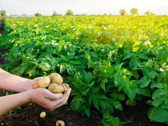 Специалисты Россельхознадзора по Рязанской и Тамбовской областям назвали причины низкого урожая картофеля