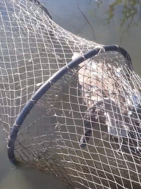 Астраханские охотники спасли двух лебедей из сетей рыбаков