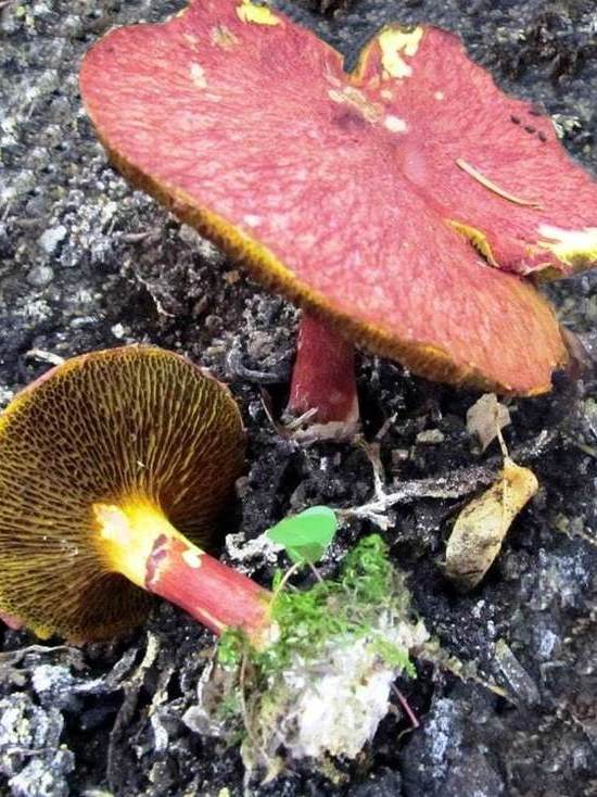 На Таганае обнаружили один из самых редких грибов