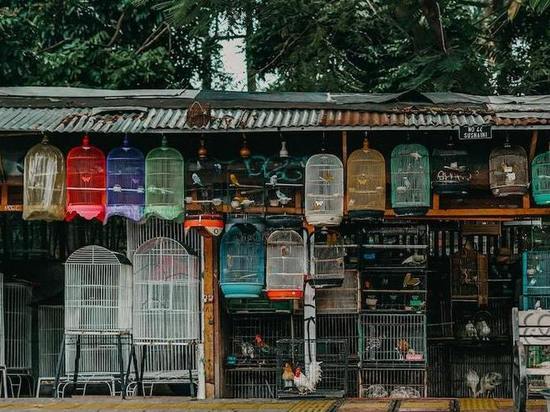 Госдума приняла закон о запрете продажи животных в зоомагазинах и на птичьих рынках
