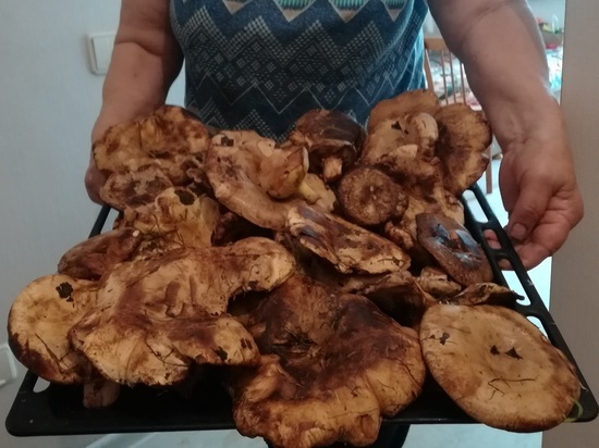 Какие грибы можно собирать в лесу после первого снега, рассказали грибники в Новосибирске