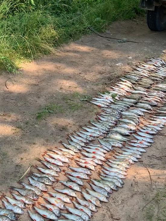 Браконьеру из Печорского района грозит полумиллионный штраф