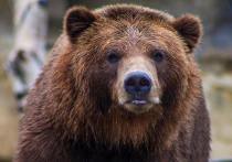 Широко растиражированную новость о том, что в лесу близ подмосковном посёлка Вербилки Талдомского городского округа двух грибников задрал медведь, а потом пришли охотники и застрелили его, опровергли в Талдомском охотохозяйстве
