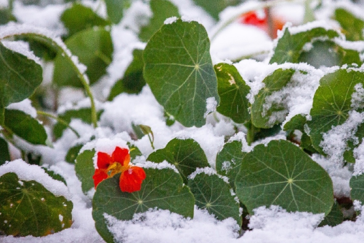 В Поназыревском районе выпал первый снег, а синоптики опять пообещали костромичам потепление