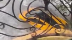 Ураган "Йэн" во Флориде уничтожил суперкар за миллион долларов: видео стихии