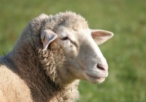 Сайт правительства Тувы сообщил, что семьям граждан, призванных в ВС РФ в рамках частичной мобилизации, будут выдавать по одной овце