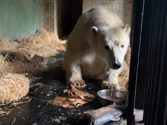 Ветеринары рассказали, как будут реабилитировать спасенного медведя Диксона