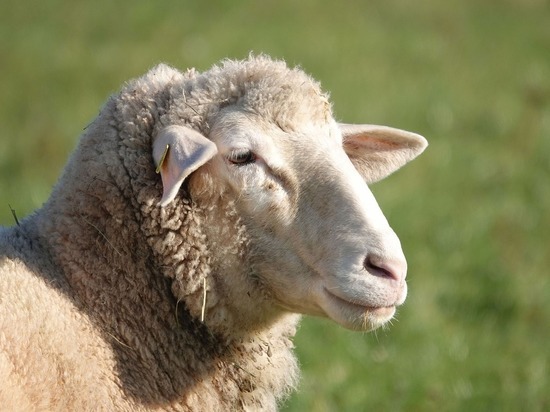 Власти Тувы выдали семьям мобилизованных по одной овце