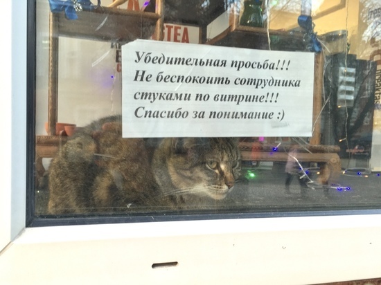 Саратовский магазин принял на работу кота