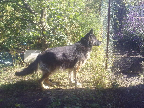 Спасатели ЛНР пришли на помощь овчарке, провалившейся в подвал