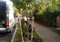 На территории Зеленоградска посадили каштановые деревья и серебристые клены. Высадка проводилась предприятием МАУ «Озеленитель», осуществляющей озеленение территорий муниципалитета.