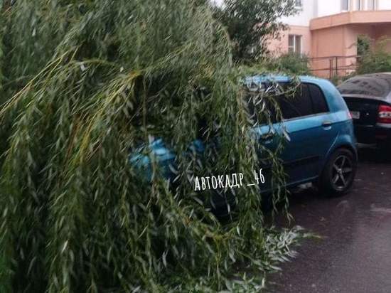 В Юго-Западном микрорайоне Курска дерево рухнуло на стоящий автомобиль