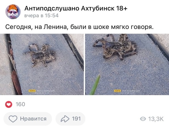 Астраханцы всё чаще сталкивают с южнорусскими тарантулами