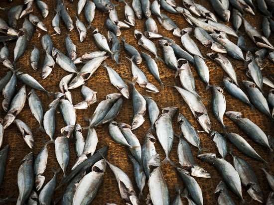 Германия: В гибели рыбы в Одере «обвиняются»… водоросли