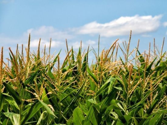 В Новгородской области на 90 % убран урожай зерновых