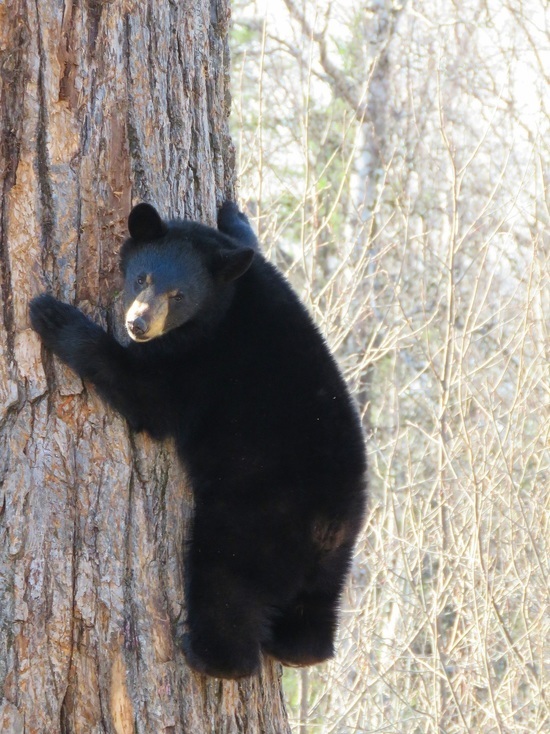Молодой медведь из Кандалакшского заповедника продемонстрировал свои умения лазать по деревьям на камеру