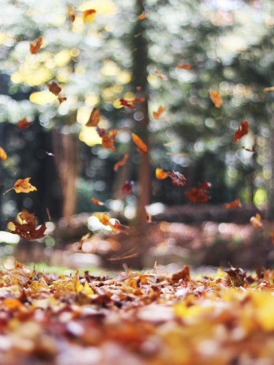 В Удмуртии начало октября ожидается теплым и ветренным