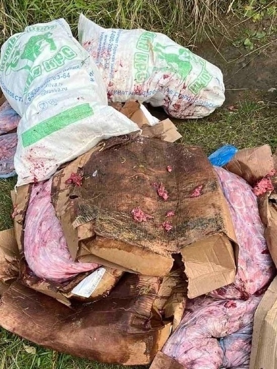 В одном из районов Ивановской области свалку с мясными отходами растаскивают собаки