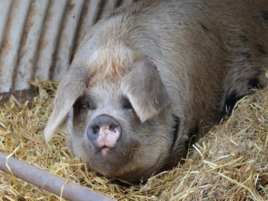 Свиньи из поселка в Мурманской области возомнили себя людьми