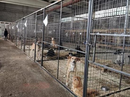 В Красноярске 3 октября начинается прием заявок на финансирование зооприютов