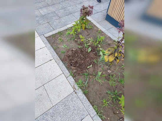Новгородцы не уберегли от воров растение на набережной Александра Невского
