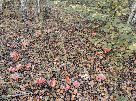 Ведьмин круг нашли в псковском лесу грибники