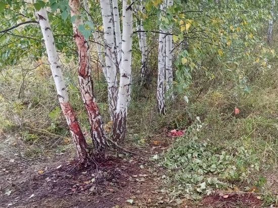 На Южном Урале поймали браконьера, убившего 8 детенышей косуль