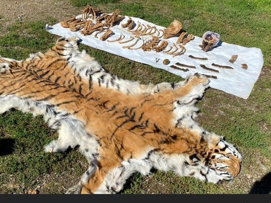 Останки двух амурских тигров и боеприпасы нашли у жителя Приморья