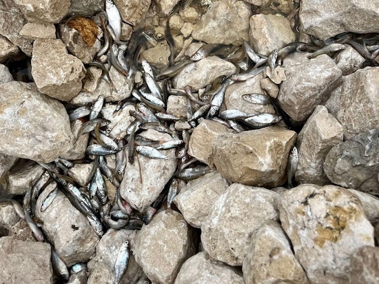В реке Пра под Рязанью массово гибнет рыба после строительства дамбы
