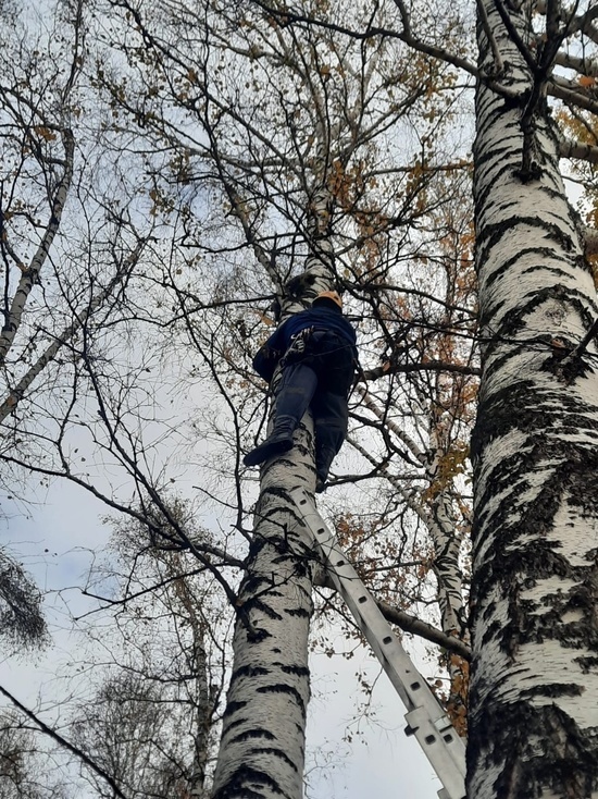Котенка спасли при помощи альпинистского снаряжения в поселке под Кемеровом