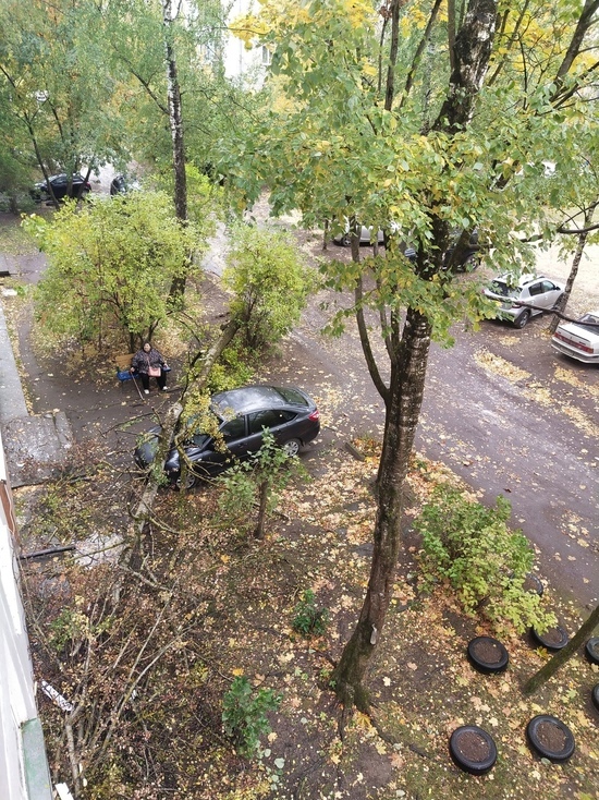Дерево упало на автомобиль на улице Алтаева в Пскове