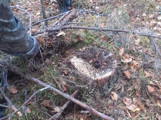 Около 70 деревьев незаконно срубили в лесу на севере Омской области неизвестные