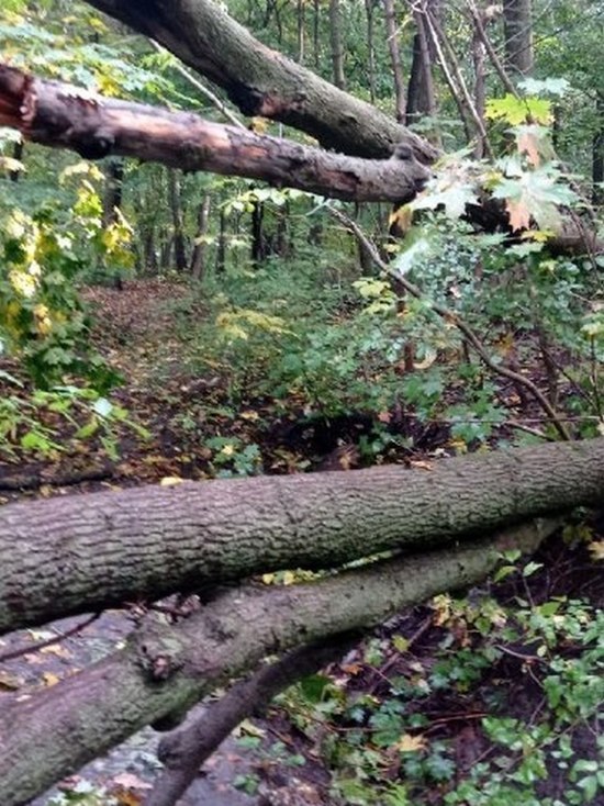 Экологи опровергли вырубку деревьев в Березовой роще Воронежа