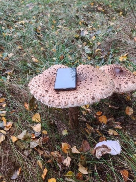 В рамонском лесу Воронежской области на третий день нашли пропавшую пенсионерку – любительницу грибов