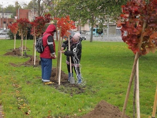 Десять кленов высадили в саду Прометей в честь Международного дня врача
