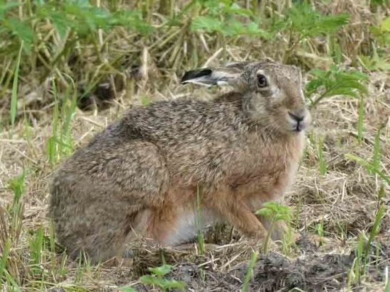 В Татарстане задержали браконьера, убившего девять зайцев