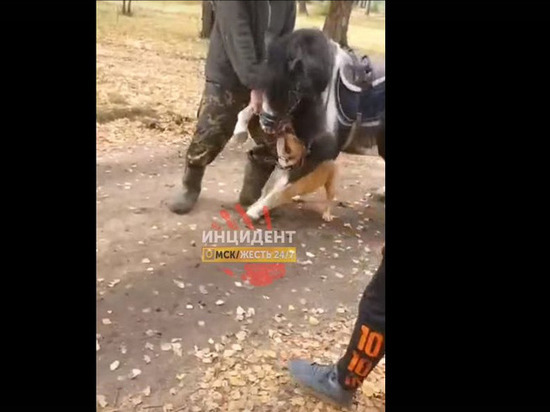 В Омске собака жестоко искусала пони в парке